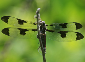 Common Whitetail